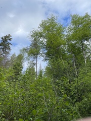 Certhia americana