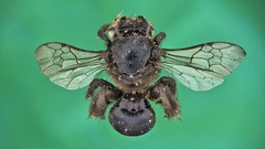 Ctenoplectra cornuta