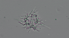 Pseudanabaena