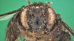 Ctenoplectra cornuta