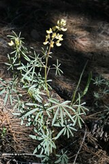 Lupinus angustiflorus