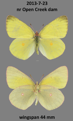 Pink-edged Sulphur