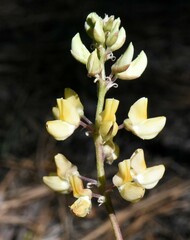 Lupinus angustiflorus