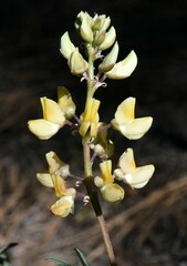 Lupinus angustiflorus