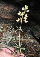 Lupinus angustiflorus