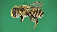 Megachile angustistrigata