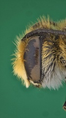Megachile angustistrigata