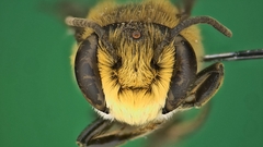 Megachile angustistrigata