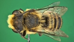 Megachile angustistrigata