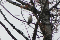 Sitta carolinensis tenuissima