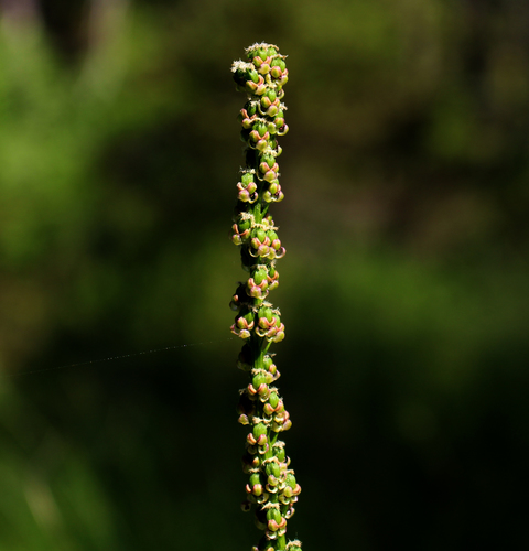 Slender Arrowgrass (Juncaginaceae (Arrow-grass) of the Pacific ...