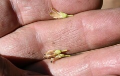 Lupinus angustiflorus