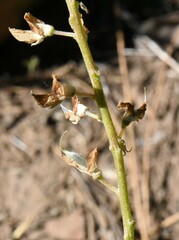 Lupinus angustiflorus