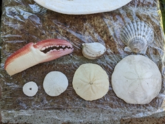 Echinarachnius parma