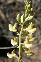 Lupinus angustiflorus