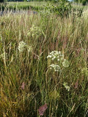 Peucedanum oreoselinum