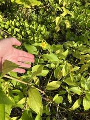Wollastonia biflora