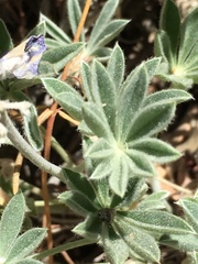 Lupinus breweri