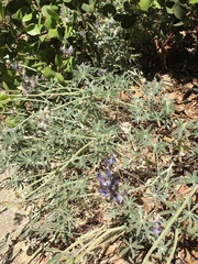 Lupinus breweri