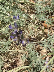Lupinus breweri