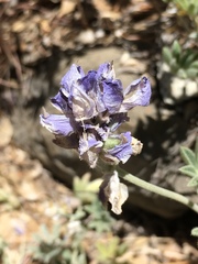 Lupinus breweri