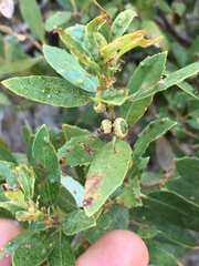 Quercus vacciniifolia
