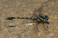 Paragomphus henryi