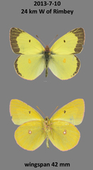 Colias gigantea mayi