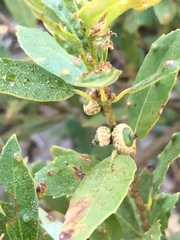 Quercus vacciniifolia