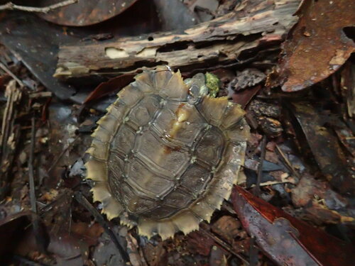 Home's Hingeback Tortoise