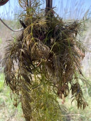 Ceratophyllum submersum