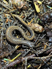 Batrachoseps wrighti