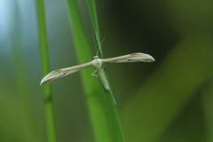 Hellinsia osteodactylus