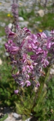 Pedicularis rostratospicata
