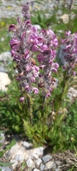 Pedicularis rostratospicata