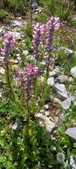 Pedicularis rostratospicata