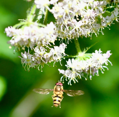 Epistrophe grossulariae