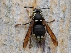 Dolichovespula maculata