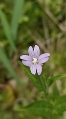Epilobium obscurum