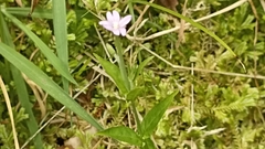 Epilobium obscurum