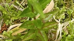 Epilobium obscurum