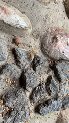 Stenomacra marginella