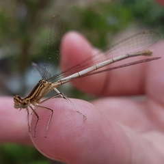 Platycnemis pennipes