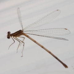 Platycnemis pennipes