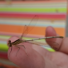 Platycnemis pennipes