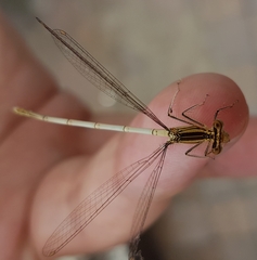 Platycnemis pennipes