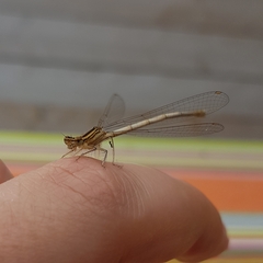 Platycnemis pennipes