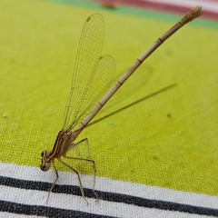 Platycnemis pennipes