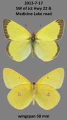 Colias gigantea mayi