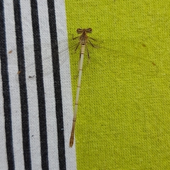 Platycnemis pennipes